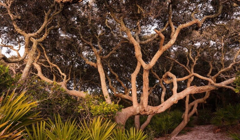 Johnny Butterflyseed Achieves “2X Carbon-Negative” Status, Doubling Down on Environmental Responsibility