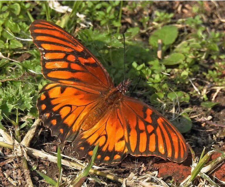 The Mexican Silverspot (Dione moneta): A Monarch Lookalike from Michoacán, Mexico
