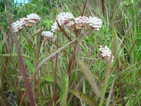 50 Aquatic Milkweed Seeds (Asclepias perennis) White Swamp Milkweed for U.S. Southeast and Midwest - Image 4