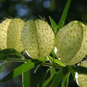 20 Hairy Balls Milkweed Seeds (Asclepias physocarpa) for U.S. & Mexico