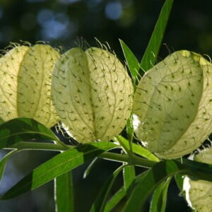 20 Hairy Balls Milkweed Seeds (Asclepias physocarpa) for U.S. & Mexico 2024 - Free Shipping