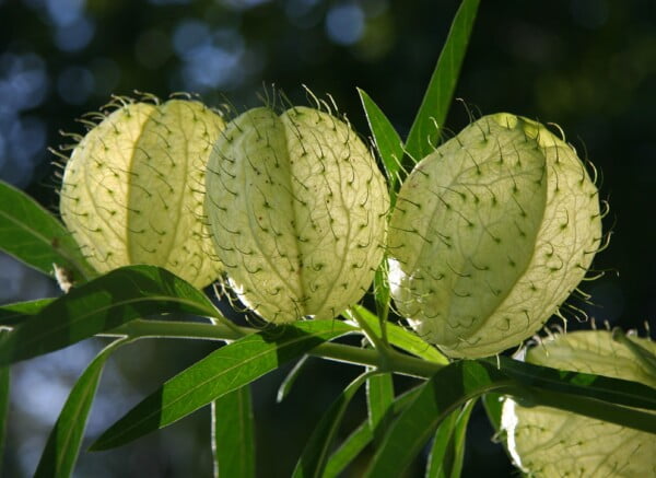 20 Hairy Balls Milkweed Seeds (Asclepias physocarpa) for U.S. & Mexico
