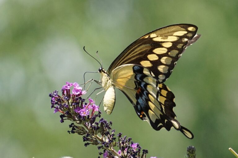 Do Butterflies Need Nectar?