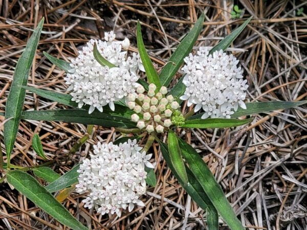 50 Aquatic Milkweed Seeds (Asclepias perennis) White Swamp Milkweed for U.S. Southeast and Midwest - Image 2