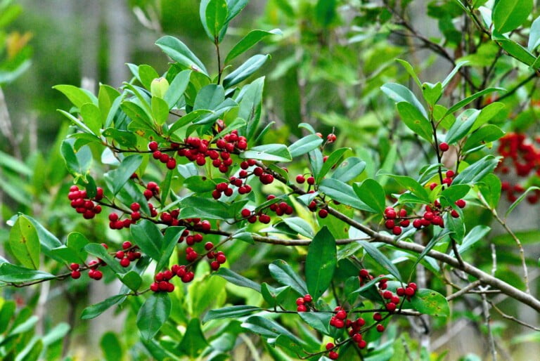 Dahoon Holly (Ilex cassine): A Native Gem with Ecological Significance