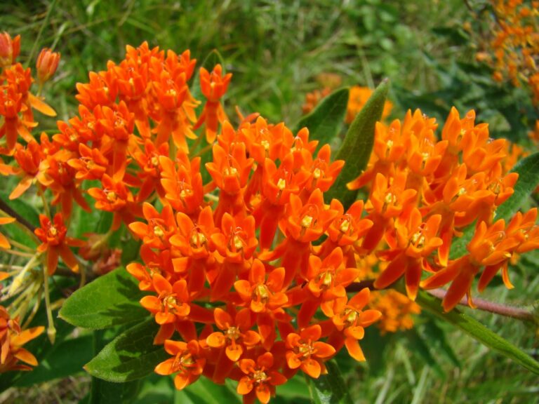 Asclepias Tuberosa: The Butterfly Weed