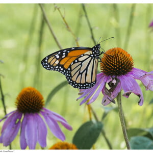 50 Organic Purple Coneflower Seeds (Echinacea purpurea) for North America