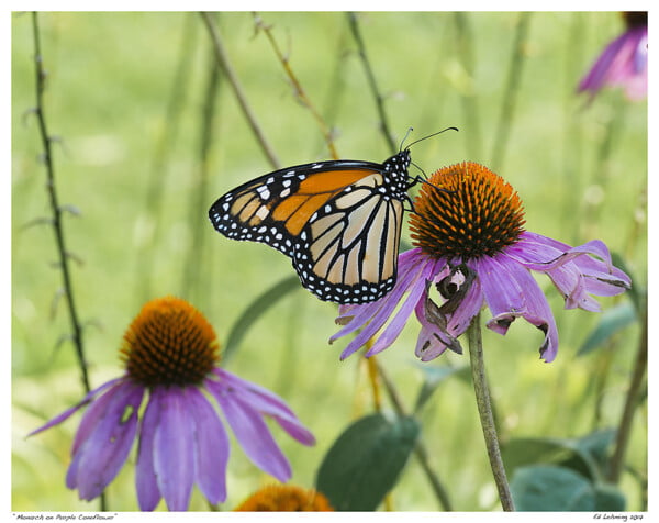 50 Organic Purple Coneflower Seeds (Echinacea purpurea) for North America