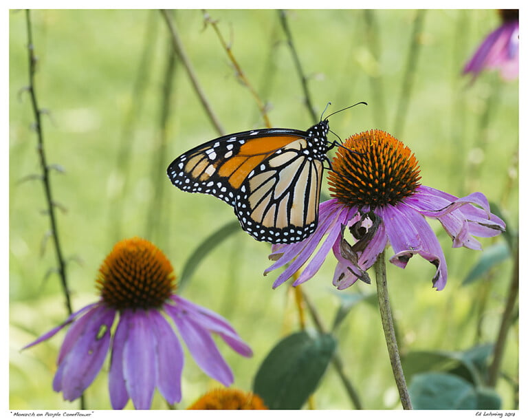 Purple Coneflower: A Star of North American Butterfly Gardens