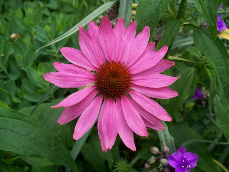 The Purple Coneflower in Florida: A Botanical Marvel with Multiple Benefits