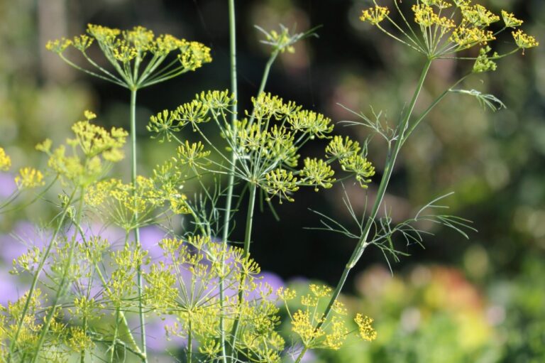 The Many Benefits of Dill in North American Butterfly and Vegetable Gardens