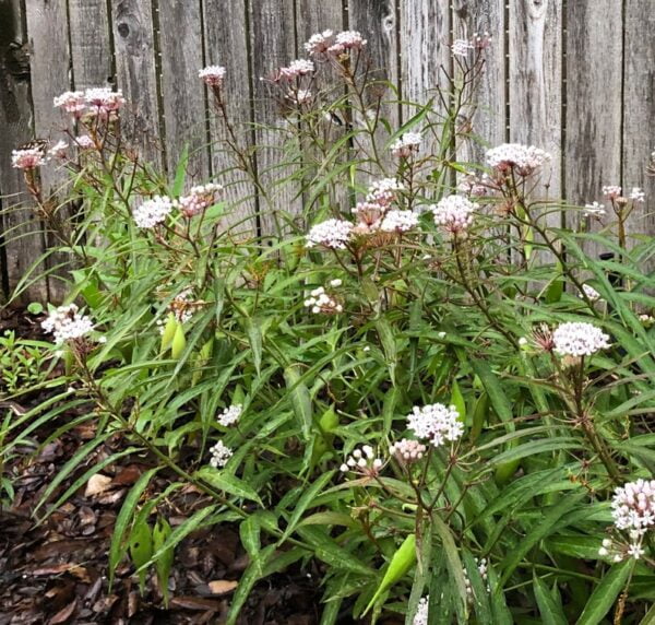 50 Aquatic Milkweed Seeds (Asclepias perennis) White Swamp Milkweed for U.S. Southeast and Midwest - Image 3