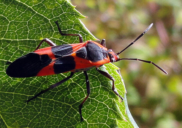 What are the Orange and Black Bugs on My Milkweed?
