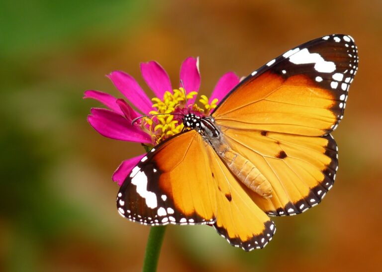 Top 200 Butterflies … Of The World!