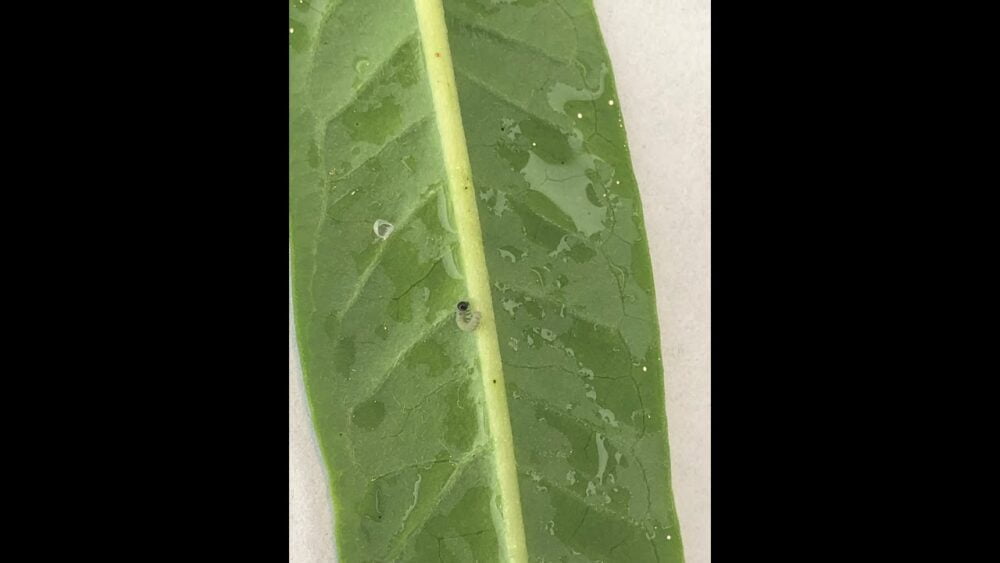 Do Monarch Caterpillars Need Water? Johnny Butterflyseed