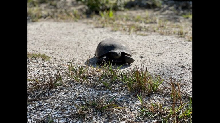 Gopher Tortoise: A Keystone Species of the US Gulf States