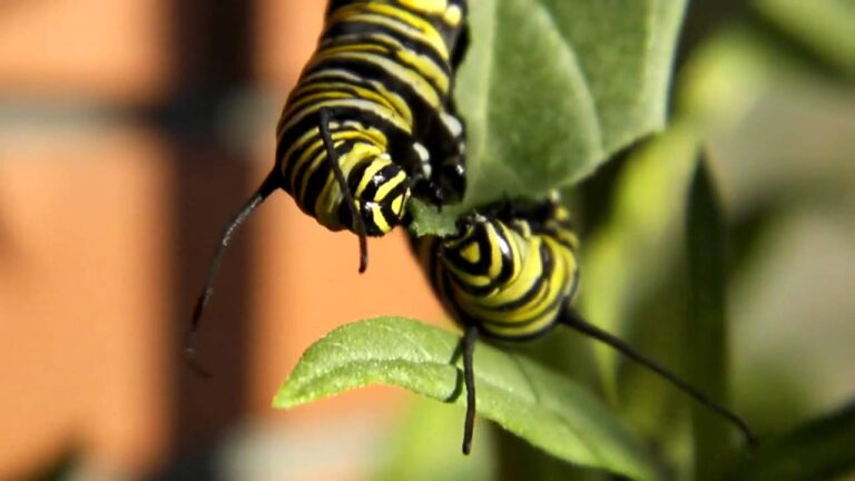 Do Monarch Caterpillars Eat Each Other?