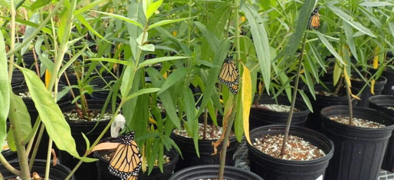 Growing Swamp Milkweed in Containers or Raised Beds