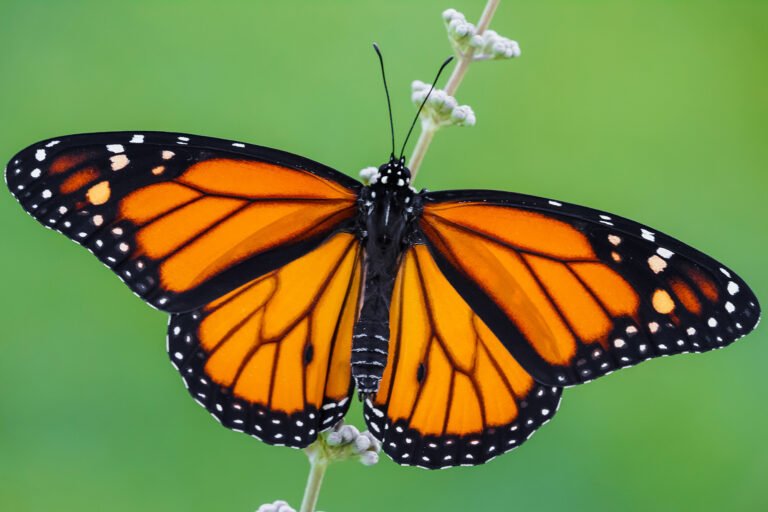 Why Are Monarch Butterflies Endangered?