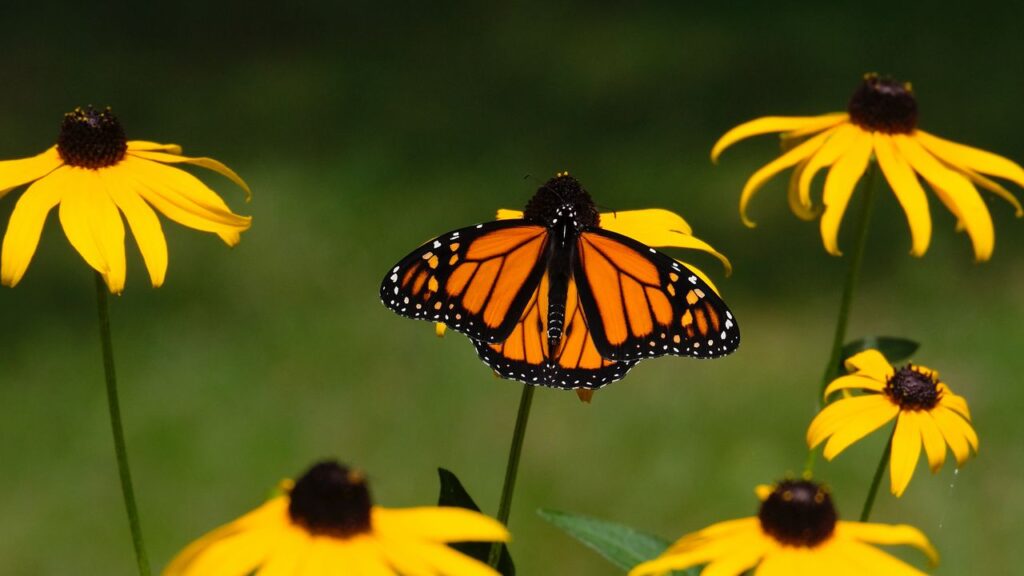 500 Florida-Native Orange Coneflower Seeds Rudbeckia Fulgida for North America - Free Shipping