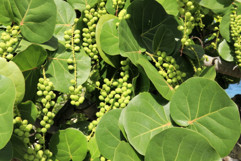 Sea Grapes in Butterfly Gardens: Ecological Jewels of the Florida Coastline
