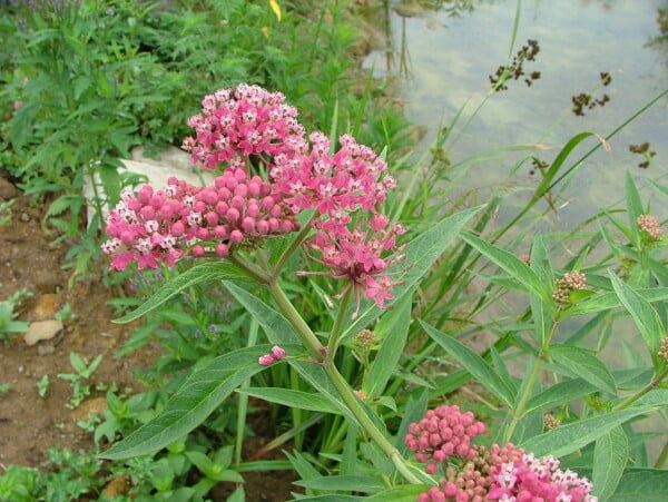 Swamp Milkweed Seed 3-Pack (Asclepias Incarnata) for North America - Image 5