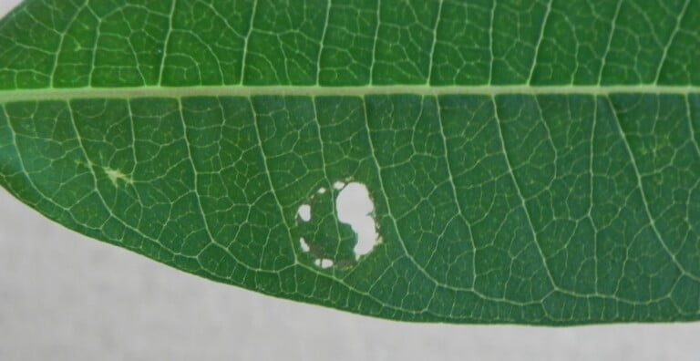 DIY Guide: How to Test Milkweed Plants for O.E. Using a 40X Student-Grade Microscope