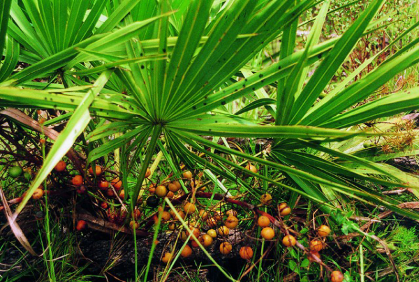 20 Florida-Native Saw Palmetto Seed Bulk Pack - Image 8