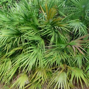 20 Florida-Native Saw Palmetto Seed Bulk Pack - Free Shipping