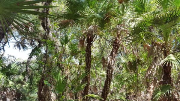 20 Florida-Native Saw Palmetto Seed Bulk Pack - Image 7
