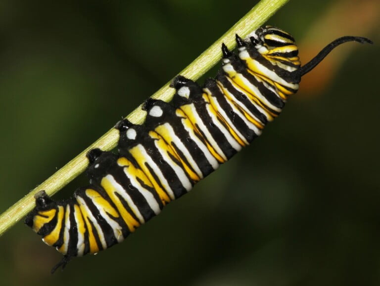 “Never Frass Uphill”: A Day in the Life of Marty the Monarch Caterpillar