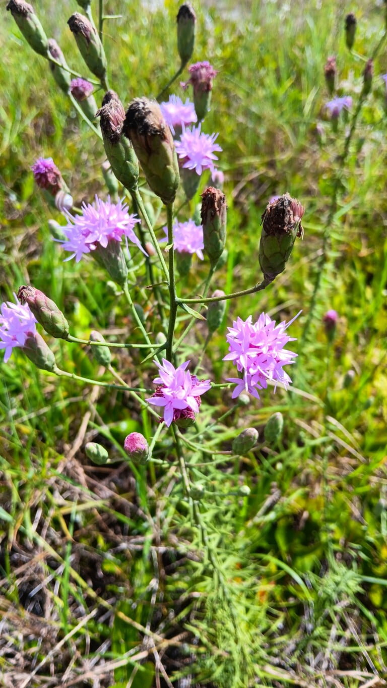 The Scrub Blazing Star: A Dance of Mutualism with Butterflies
