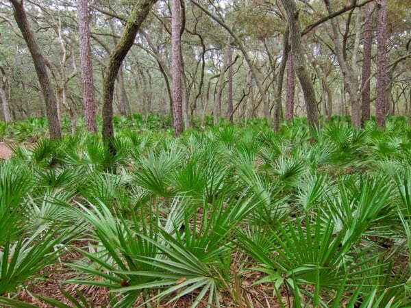 20 Florida-Native Saw Palmetto Seed Bulk Pack - Image 3
