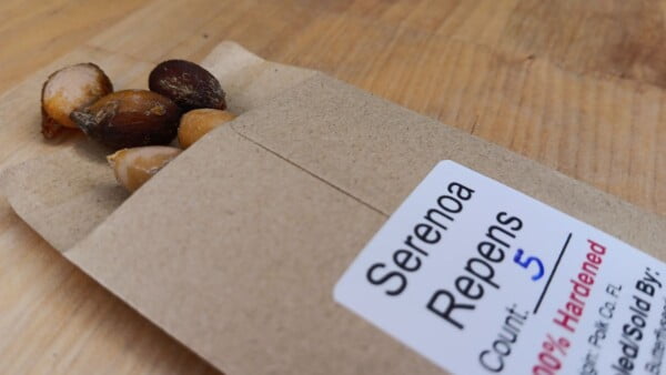 20 Florida-Native Saw Palmetto Seed Bulk Pack - Image 6