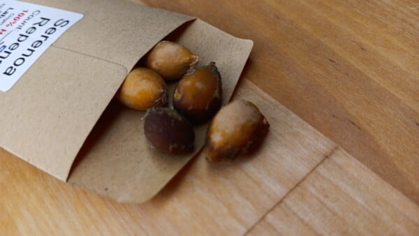 20 Florida-Native Saw Palmetto Seed Bulk Pack - Image 11