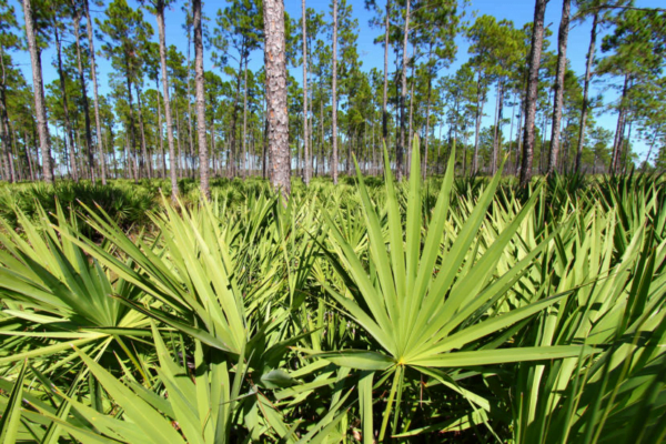 20 Florida-Native Saw Palmetto Seed Bulk Pack - Image 4