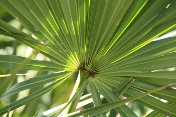 20 Florida-Native Saw Palmetto Seed Bulk Pack - Image 9