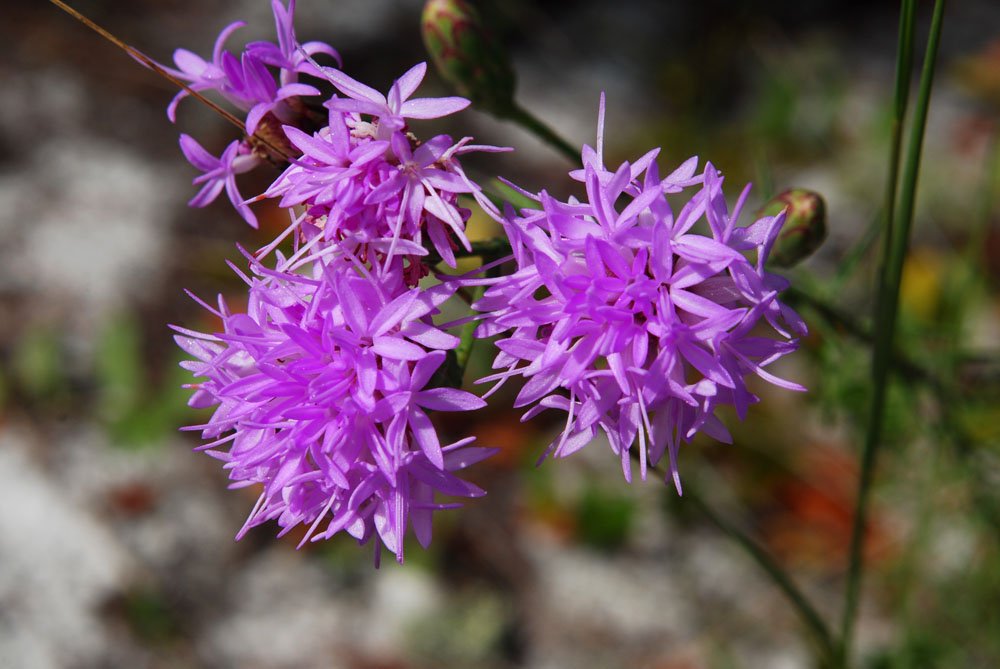 5 Scrub Blazing Star Seeds (Liatris ohlingerae) for 2024 - Polk and Highlands FL ONLY - Free Shipping
