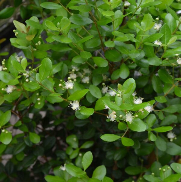5 Florida-Native Simpson's Stopper Twinberry Seeds (Myrcianthes fragrans) - Image 5