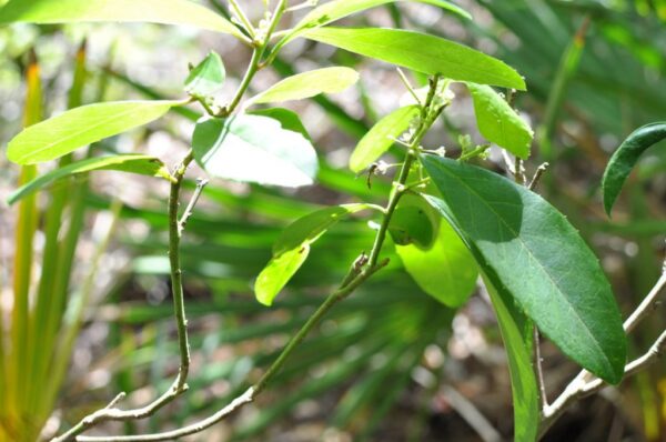 20 Florida-Native Dahoon Holly Seeds Ilex Cassine - US Southeast - Image 7