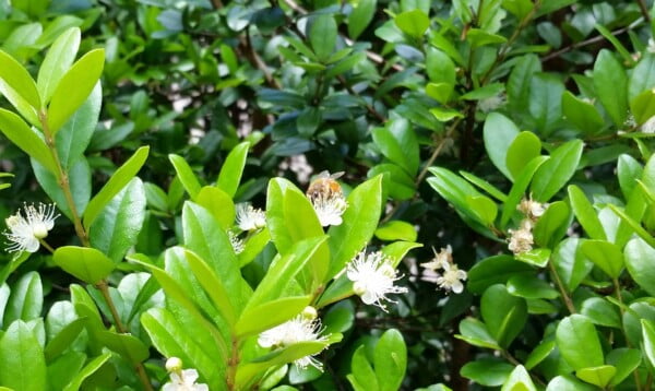 5 Florida-Native Simpson's Stopper Twinberry Seeds (Myrcianthes fragrans) - Image 10