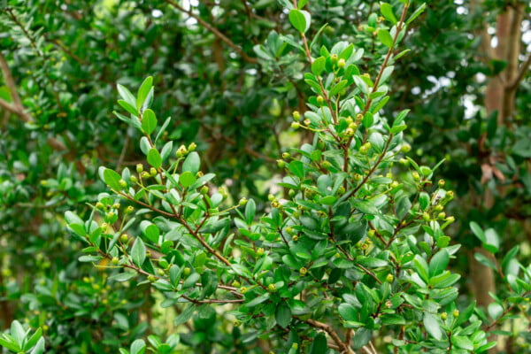 5 Florida-Native Simpson's Stopper Twinberry Seeds (Myrcianthes fragrans) - Image 9