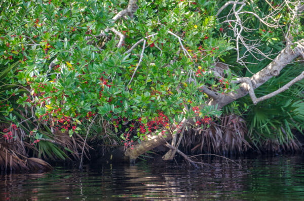20 Florida-Native Dahoon Holly Seeds Ilex Cassine - US Southeast - Image 4