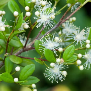 5 Florida-Native Simpson's Stopper Twinberry Seeds (Myrcianthes fragrans)