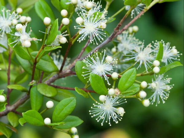 5 Florida-Native Simpson's Stopper Twinberry Seeds (Myrcianthes fragrans)