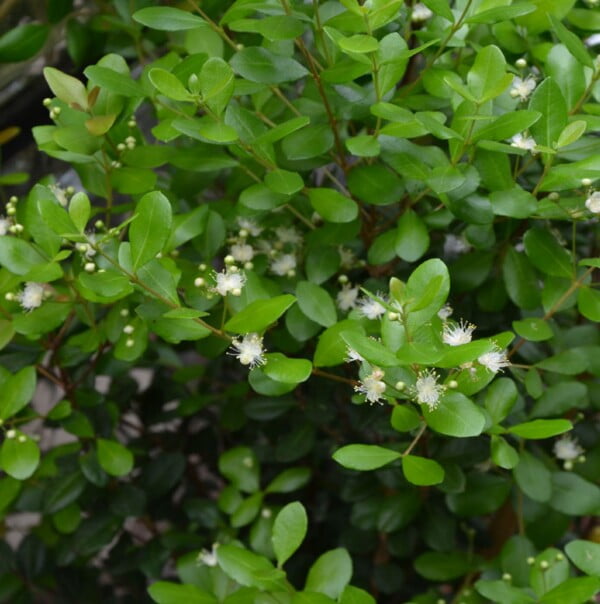 5 Florida-Native Simpson's Stopper Twinberry Seeds (Myrcianthes fragrans) - Image 7