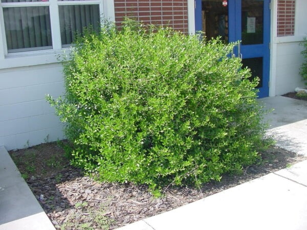 5 Florida-Native Simpson's Stopper Twinberry Seeds (Myrcianthes fragrans) - Image 3