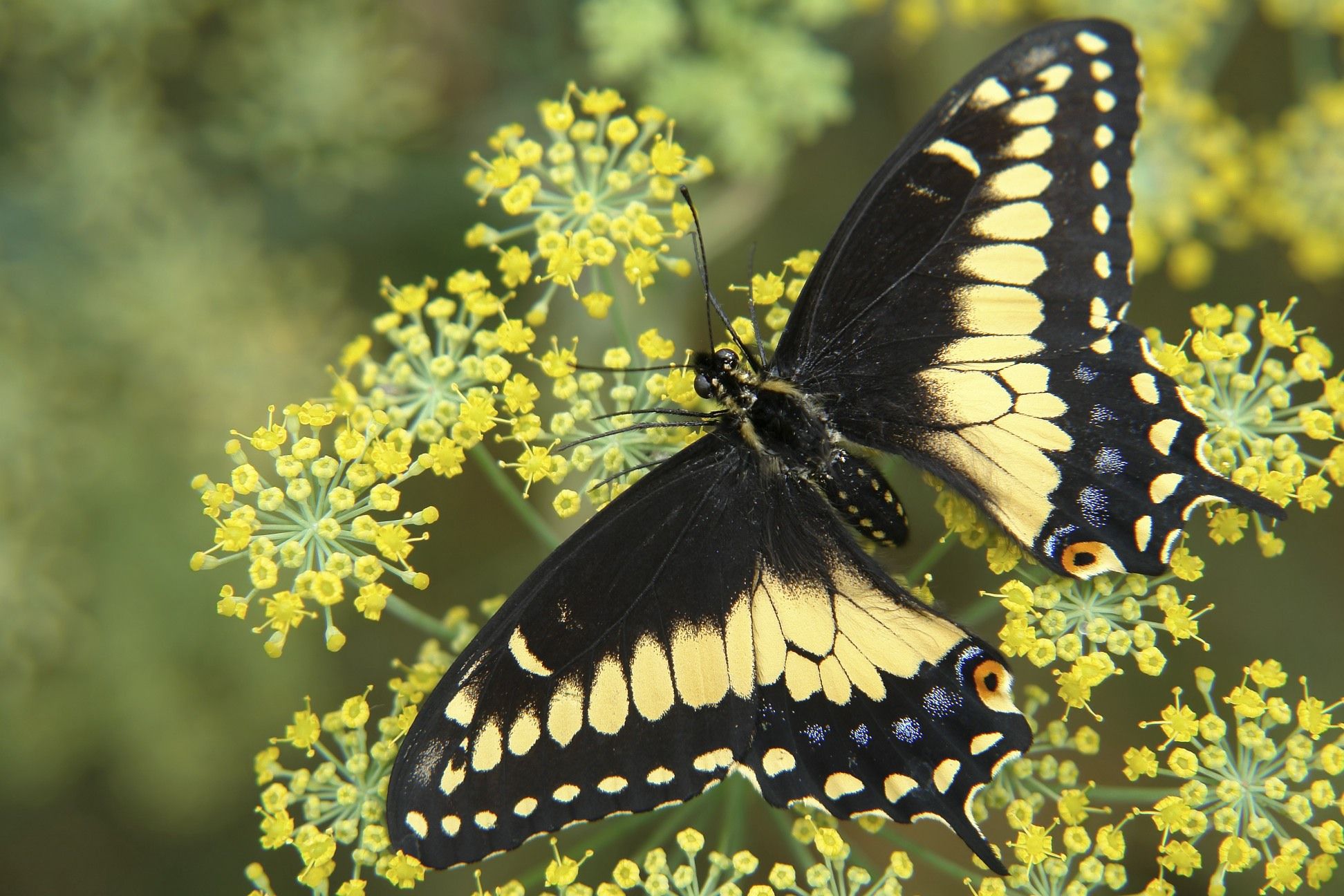 Cultivating Dill for Black Swallowtail Butterflies in Florida's Fall