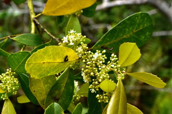 20 Florida-Native Dahoon Holly Seeds Ilex Cassine - US Southeast - Image 5