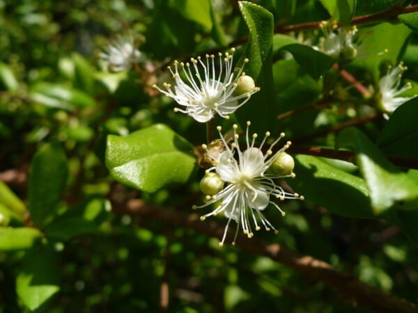 5 Florida-Native Simpson's Stopper Twinberry Seeds (Myrcianthes fragrans) - Image 4